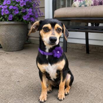 Zinnia -  Chiweenie Dog for Adoption in Crosby, Texas - Zinnia | PetCurious