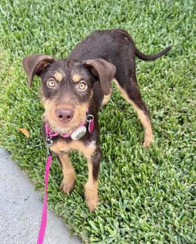 Piper -  Airedale Terrier and German Wirehaired Pointer Dog for Adoption in Newport Beach, California - Piper | PetCurious