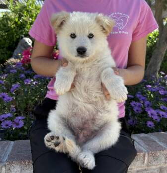 Great Pyrenees and Husky Dogs Available for Adoption - Glacier | PetCurious