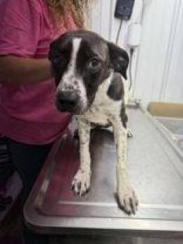 Rescue Border Collie Dogs for Adoption in Munfordville, Kentucky - Piper | PetCurious