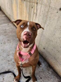 Mixed Breed Dogs Available for Adoption in Montreal, Quebec - Sky | PetCurious