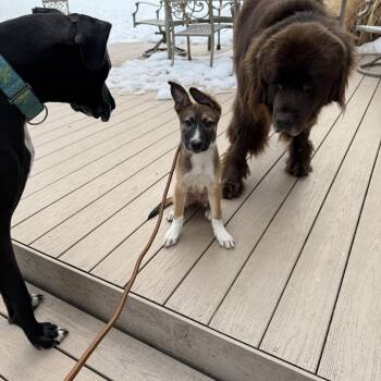 Belgian Shepherd Malinois and Cattle Dog Dogs Available for Adoption - Petta James | PetCurious