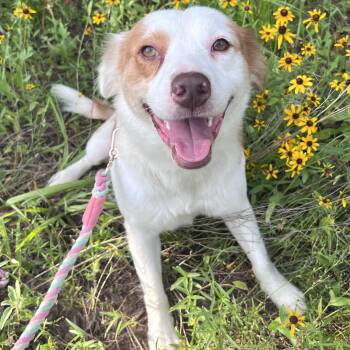 Coffee -  Australian Shepherd Dog for Adoption in Krum, Texas - Coffee | PetCurious