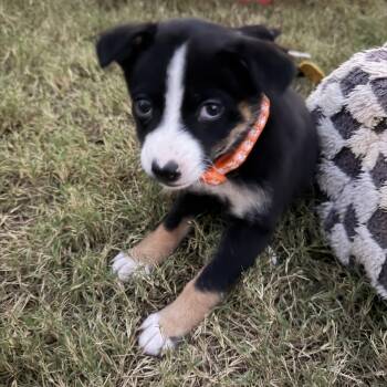 Lassa -  Australian Shepherd and Cattle Dog Dog for Adoption in Gilbert, Arizona - Lassa | PetCurious