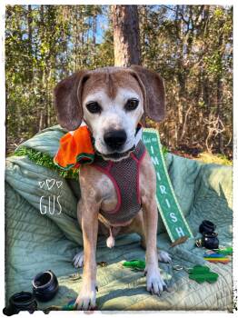 Beagle and Hound Dogs Available for Adoption - Gus | PetCurious