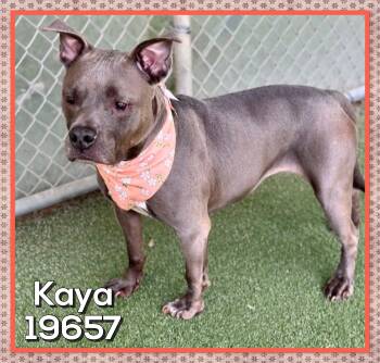 KAYA (also see BRUTUS) -  Staffordshire Bull Terrier Dog for Adoption in Marietta, Georgia - KAYA (also See BRUTUS) | PetCurious