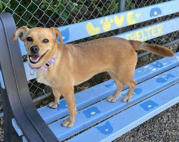 Foxy -  Chihuahua and Beagle Dog for Adoption in Medfield, Massachusetts - Foxy | PetCurious