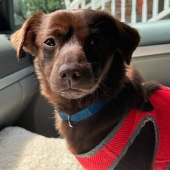 Rescue Dachshund Dogs for Adoption in Fairfax Station, Virginia - Cozyy | PetCurious