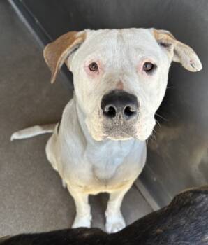 Rescue Mastiff and Mixed Breed Dogs for Adoption in San Bernardino, California - BOY | PetCurious
