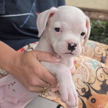 Nodin/Basil -  Boxer Dog for Adoption in Woodinville, Washington - Nodin/Basil | PetCurious