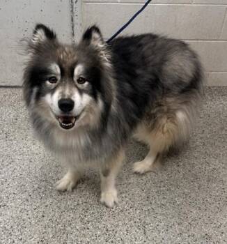 Quinn -  Alaskan Malamute and Mixed Breed Dog for Adoption in Kansas City, Missouri - Quinn | PetCurious