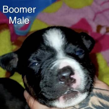 Boomer -  Mixed Breed Dog for Adoption in Spring Hill, Kansas - Boomer | PetCurious