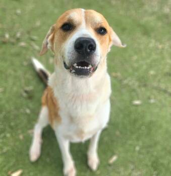 Tarragon -  Mixed Breed and Labrador Retriever Dog for Adoption in Austin, Texas - Tarragon | PetCurious