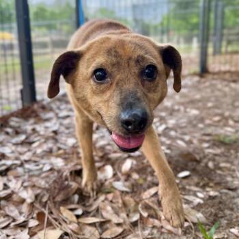 Mixed Breed Dogs Available for Adoption in Milton, Florida - Honey | PetCurious