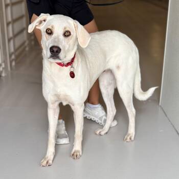 Miss Maple -  Yellow Labrador Retriever Dog for Adoption in Chicago, Illinois - Miss Maple | PetCurious