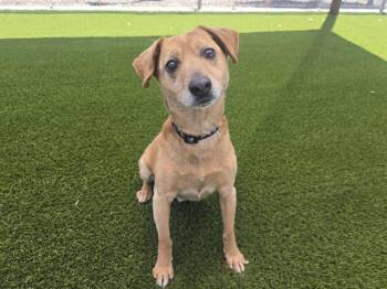CHICO -  Beagle Dog for Adoption in Auburn, California - CHICO | PetCurious