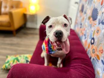 Dougie Mac the Squishy Goober Full of Love -  American Bully and Pit Bull Terrier Dog for Adoption in Friendswood, Texas - Dougie Mac The Squishy Goober Full Of Love | PetCurious