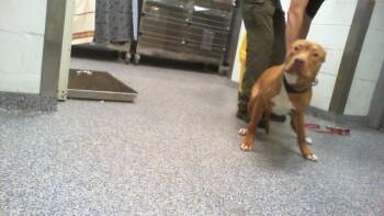 A1269891 -  Pit Bull Terrier Dog for Adoption in Charlotte, North Carolina - A1269891 | PetCurious