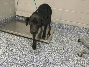 STIMPY -  Labrador Retriever and Mixed Breed Dog for Adoption in Thousand Palms, California - STIMPY | PetCurious