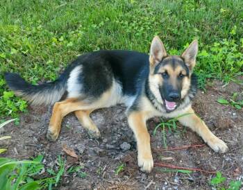 Sophee -  German Shepherd Dog Dog for Adoption in Hillsdale, Indiana - Sophee | PetCurious