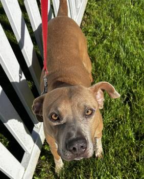 Junie B -  German Shorthaired Pointer Dog for Adoption in Ottawa, Ohio - Junie B | PetCurious