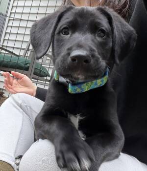 Labrador Retriever and Shepherd Dogs Available for Adoption in Seattle, Washington - Bouncer | PetCurious