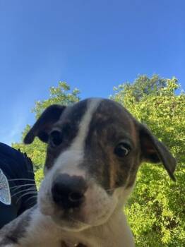 ACORN -  Mixed Breed Dog for Adoption in Dallas, Texas - ACORN | PetCurious