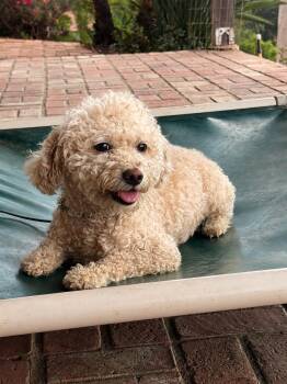 Bodacious and Bewitching Bowie -  Bichon Frise Dog for Adoption in Carlsbad, California - Bodacious And Bewitching Bowie | PetCurious