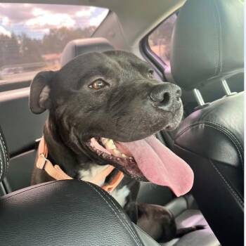 REX - NEEDS A FOSTER OR ADOPTER -  Labrador Retriever Dog for Adoption in Largo, Florida - REX - NEEDS A FOSTER OR ADOPTER | PetCurious