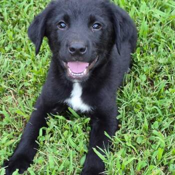 Little sister -  Black Labrador Retriever and German Shepherd Dog Dog for Adoption in Pinson, Tennessee - Little Sister | PetCurious
