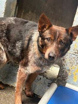 Australian Cattle Dog Blue Heeler and Mixed Breed Dogs Available for Adoption - JACK SPARROW | PetCurious