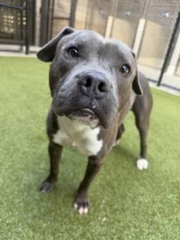 Pit Bull Terrier and Mixed Breed Dogs Available for Adoption in Atlanta, Georgia - Hudson Bay | PetCurious
