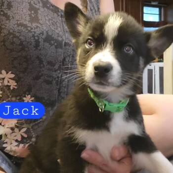 Husky and Mixed Breed Dogs Available for Adoption in Olathe, Kansas - Jack | PetCurious