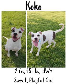 Koko -  American Bulldog Dog for Adoption in Albany, Georgia - Koko | PetCurious