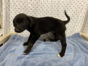 Border Collie Dogs Available for Adoption in Modesto, California - A609936 | PetCurious