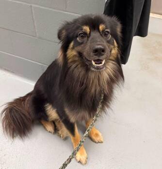 COOPER 425 -  Australian Shepherd Dog for Adoption in New Berlin, Wisconsin - COOPER 425 | PetCurious