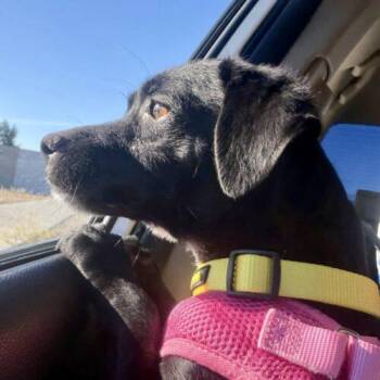 Chiweenie and Chihuahua Dogs Available for Adoption in Coachella, California - Robyn | PetCurious