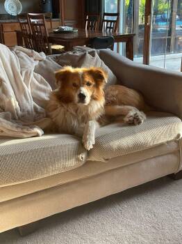 Tacoma -  Great Pyrenees Dog for Adoption in Germantown, Ohio - Tacoma | PetCurious