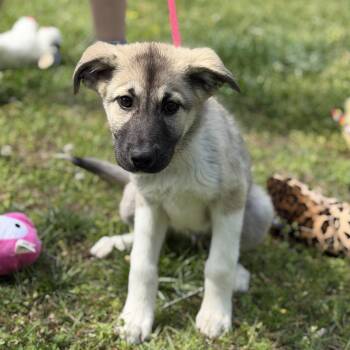 Great Pyrenees and German Shepherd Dog Dogs Available for Adoption in Locust Fork, Alabama - AMIAS | PetCurious