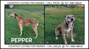 Pepper - COURTESY LISTING -  Mountain Cur Dog for Adoption in Valley City, North Dakota - Pepper - COURTESY LISTING | PetCurious