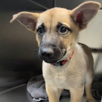 Vader -  Shepherd and Mixed Breed Dog for Adoption in Pasadena, California - Vader | PetCurious