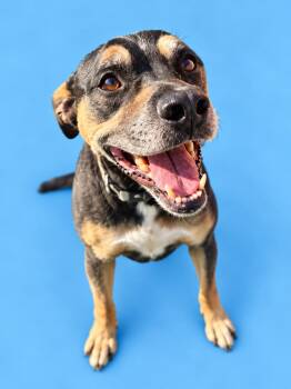 Goose -  Rottweiler and American Staffordshire Terrier Dog for Adoption in Scottsville, Kentucky - Goose | PetCurious