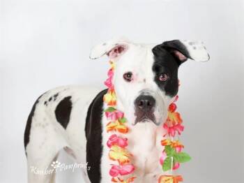 LUNA -  American Bulldog and Mixed Breed Dog for Adoption in Omaha, Nebraska - LUNA | PetCurious