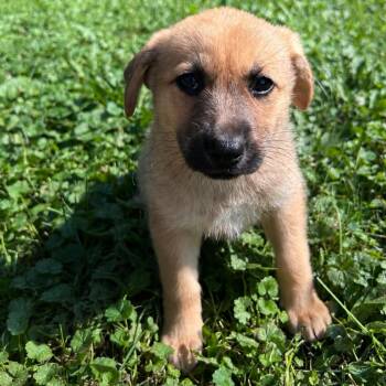 Pork Chop -  Mixed Breed Dog for Adoption in Buffalo, Minnesota - Pork Chop | PetCurious