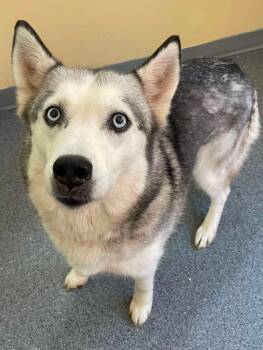 Sassy -  Husky Dog for Adoption in Covington, Virginia - Sassy | PetCurious