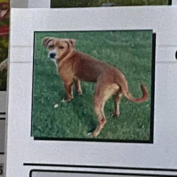 buddy c -  American Foxhound Dog for Adoption in Anahuac, Texas - Buddy C | PetCurious