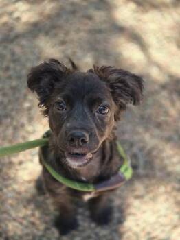 Popcorn -  Mixed Breed Dog for Adoption in Canon City, Colorado - Popcorn | PetCurious