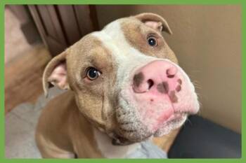 Pit Bull Terrier Dogs Available for Adoption in Amherst, Massachusetts - Maximus | PetCurious