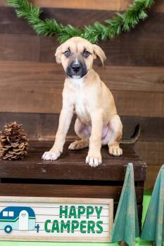 472-26 -  Pit Bull Terrier Dog for Adoption in Brighton, Colorado - 472-26 | PetCurious
