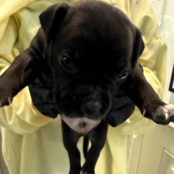 Mixed Breed Dogs Available for Adoption in Loxahatchee Groves, Florida - DOS 1953 | PetCurious